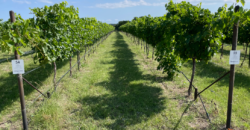 Stoneledge Winery and Vineyard