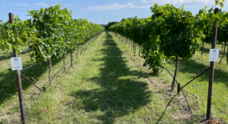 Stoneledge Winery and Vineyard