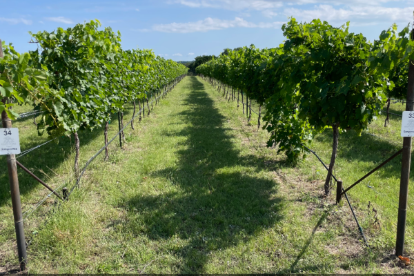 Stoneledge Winery and Vineyard
