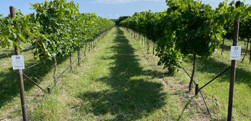 Stoneledge Winery and Vineyard