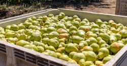 Pear Orchard & Vineyard For Sale – Mendocino County