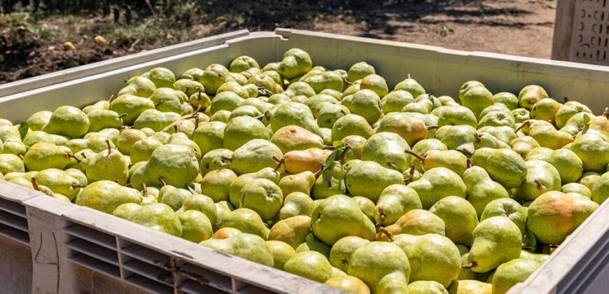 Pear Orchard & Vineyard For Sale – Mendocino County