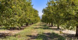 Pear Orchard & Vineyard For Sale – Mendocino County
