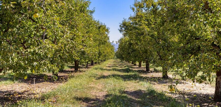 Pear Orchard & Vineyard For Sale – Mendocino County