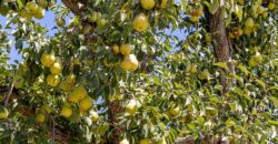 Pear Orchard & Vineyard For Sale – Mendocino County