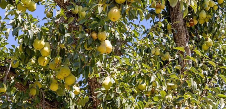 Pear Orchard & Vineyard For Sale – Mendocino County