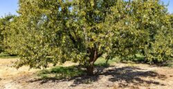 Pear Orchard & Vineyard For Sale – Mendocino County