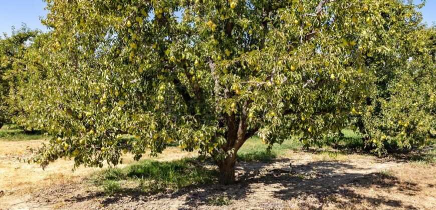 Pear Orchard & Vineyard For Sale – Mendocino County