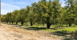 Pear Orchard & Vineyard For Sale – Mendocino County