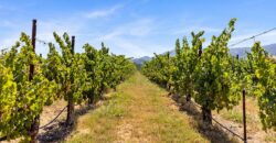 Pear Orchard & Vineyard For Sale – Mendocino County