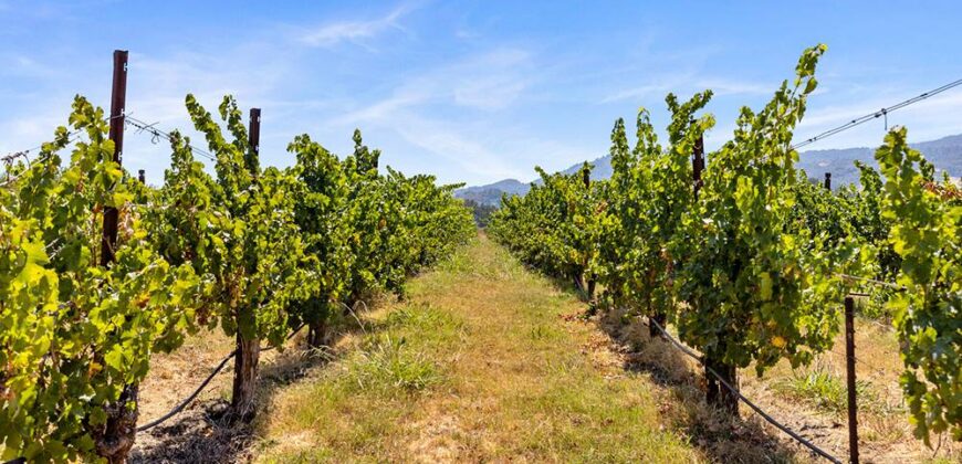 Pear Orchard & Vineyard For Sale – Mendocino County