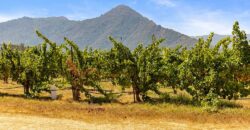 Pear Orchard & Vineyard For Sale – Mendocino County