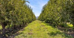 Pear Orchard & Vineyard For Sale – Mendocino County