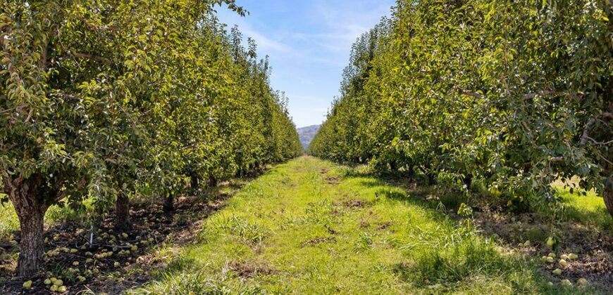 Pear Orchard & Vineyard For Sale – Mendocino County