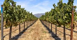 Pear Orchard & Vineyard For Sale – Mendocino County