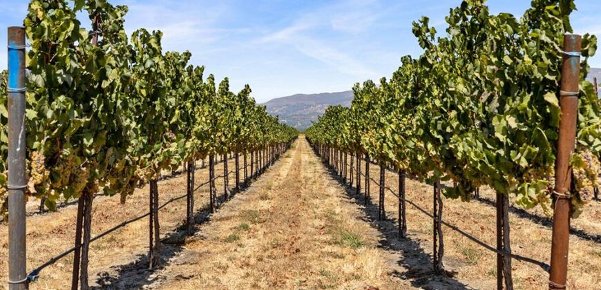 Pear Orchard & Vineyard For Sale – Mendocino County