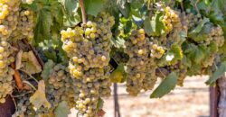 Pear Orchard & Vineyard For Sale – Mendocino County