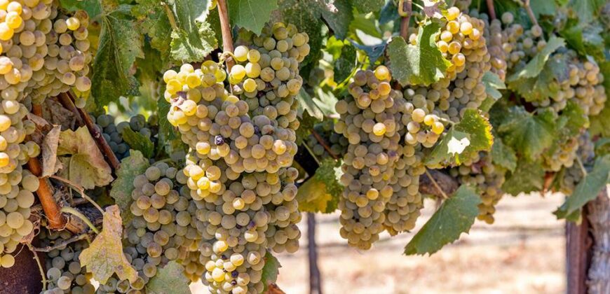 Pear Orchard & Vineyard For Sale – Mendocino County