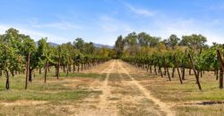 Pear Orchard & Vineyard For Sale – Mendocino County