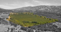 Pear Orchard & Vineyard For Sale – Mendocino County