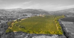 Pear Orchard & Vineyard For Sale – Mendocino County