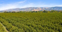 Pear Orchard & Vineyard For Sale – Mendocino County