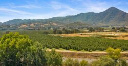 Pear Orchard & Vineyard For Sale – Mendocino County