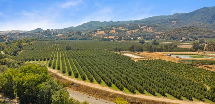 Pear Orchard & Vineyard For Sale – Mendocino County