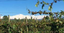 Argentina Vineyard, Orchard & Olive Grove For Sale w/ Cabanas & Home – Finca Bella Luna