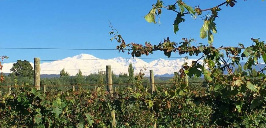 Argentina Vineyard, Orchard & Olive Grove For Sale w/ Cabanas & Home – Finca Bella Luna