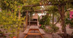 Argentina Vineyard, Orchard & Olive Grove For Sale w/ Cabanas & Home – Finca Bella Luna