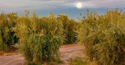 Argentina Vineyard, Orchard & Olive Grove For Sale w/ Cabanas & Home – Finca Bella Luna