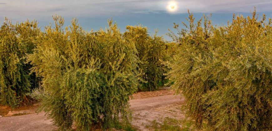 Argentina Vineyard, Orchard & Olive Grove For Sale w/ Cabanas & Home – Finca Bella Luna