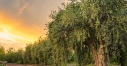 Argentina Vineyard, Orchard & Olive Grove For Sale w/ Cabanas & Home – Finca Bella Luna