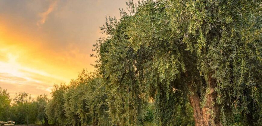 Argentina Vineyard, Orchard & Olive Grove For Sale w/ Cabanas & Home – Finca Bella Luna