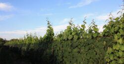 Argentina Vineyard, Orchard & Olive Grove For Sale w/ Cabanas & Home – Finca Bella Luna