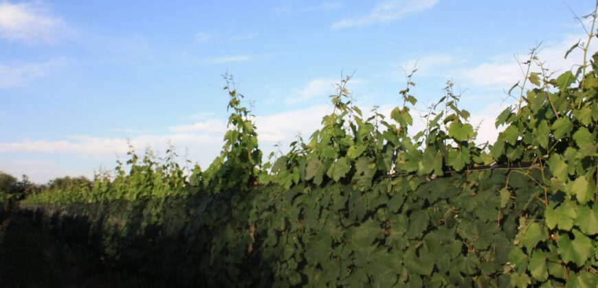 Argentina Vineyard, Orchard & Olive Grove For Sale w/ Cabanas & Home – Finca Bella Luna