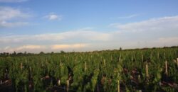 Argentina Vineyard, Orchard & Olive Grove For Sale w/ Cabanas & Home – Finca Bella Luna