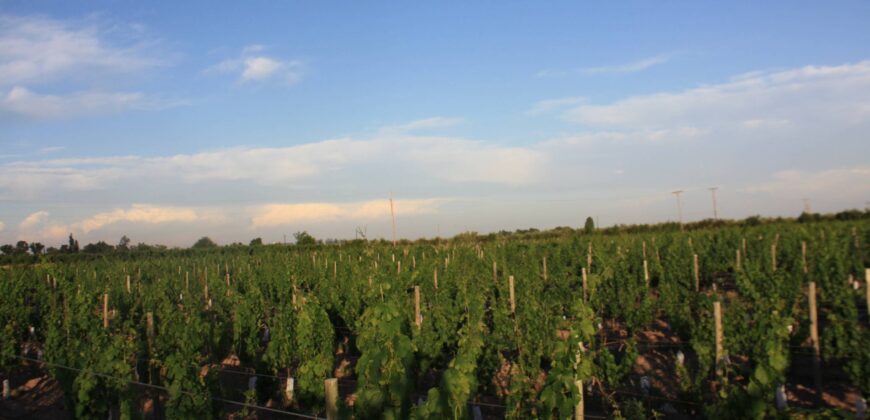 Argentina Vineyard, Orchard & Olive Grove For Sale w/ Cabanas & Home – Finca Bella Luna