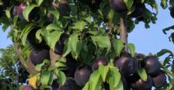 Argentina Vineyard, Orchard & Olive Grove For Sale w/ Cabanas & Home – Finca Bella Luna