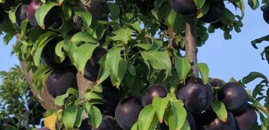 Argentina Vineyard, Orchard & Olive Grove For Sale w/ Cabanas & Home – Finca Bella Luna