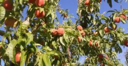 Argentina Vineyard, Orchard & Olive Grove For Sale w/ Cabanas & Home – Finca Bella Luna