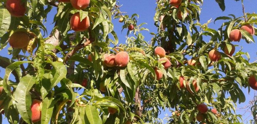 Argentina Vineyard, Orchard & Olive Grove For Sale w/ Cabanas & Home – Finca Bella Luna