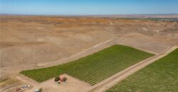 Paso Robles Vineyard For Sale w/ Pomegranates – Highlands District
