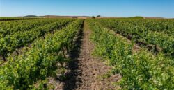 Paso Robles Vineyard For Sale w/ Pomegranates – Highlands District