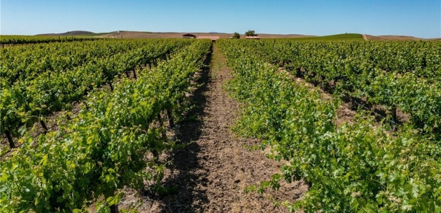 Paso Robles Vineyard For Sale w/ Pomegranates – Highlands District