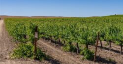 Paso Robles Vineyard For Sale w/ Pomegranates – Highlands District
