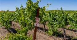 Paso Robles Vineyard For Sale w/ Pomegranates – Highlands District