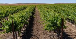 Paso Robles Vineyard For Sale w/ Pomegranates – Highlands District