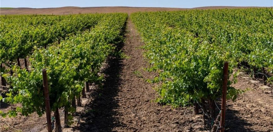 Paso Robles Vineyard For Sale w/ Pomegranates – Highlands District